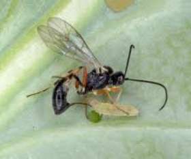 Pest Control South Yarra