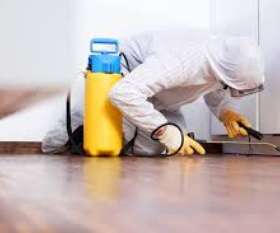 Pest Control South Yarra