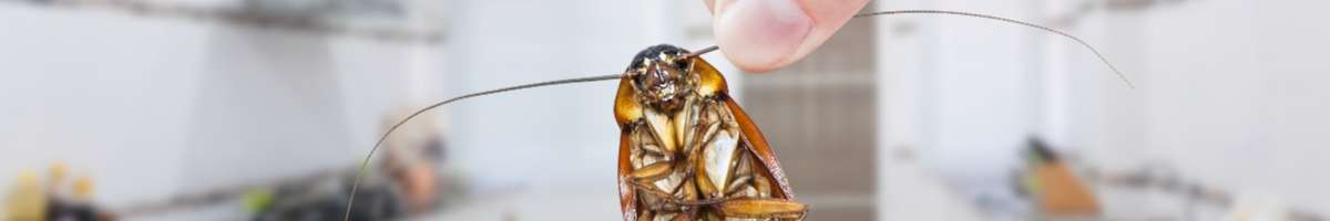 Pest Control Ocean Grove Banner