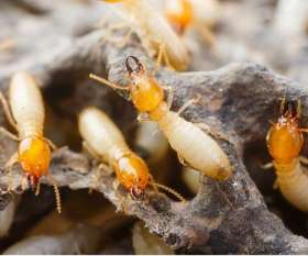 Pest Control Werribee
