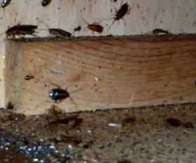 Pest Control Werribee