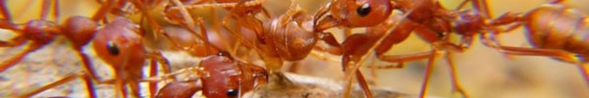 Pest Control Point Cook Banner