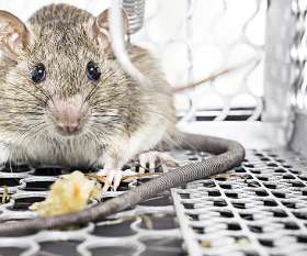 Pest Control Point Cook