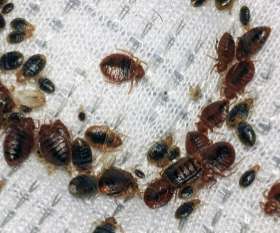 Pest Control Point Cook