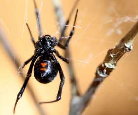 Pest Control Subiaco