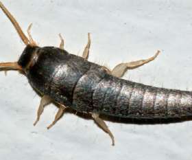 Pest Control Subiaco