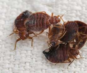 Pest Control Subiaco