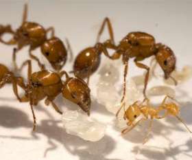 Pest Control Subiaco