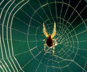 Squeak Pest Control Melbourne