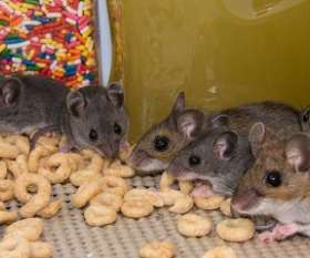 Squeak Pest Control Melbourne