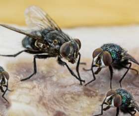 Squeak Pest Control Melbourne