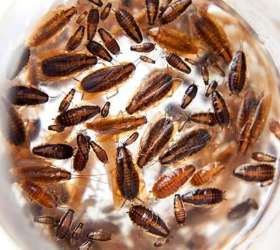 Squeak Pest Control Melbourne