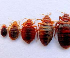 Squeak Pest Control Melbourne