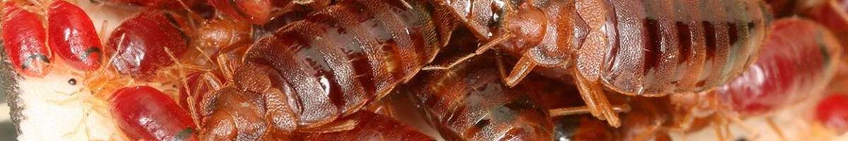 Pest Control Perth Banner