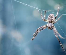 Pest Control Perth
