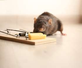 Pest Control Perth
