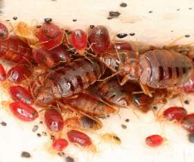Pest Control Perth