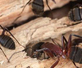 Pest Control Perth