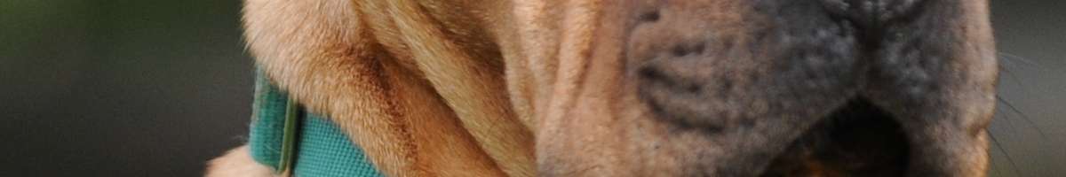 Dog Master Trainers Banner