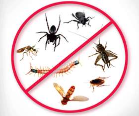 Local Pest Control Canberra