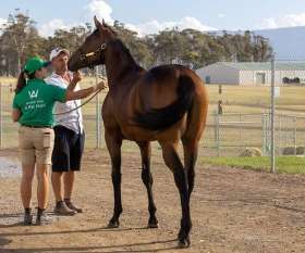 Tasmanian Bloodstock