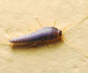 Pest Control Aveley