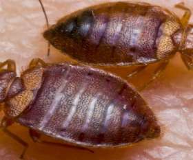 Pest Control Aveley