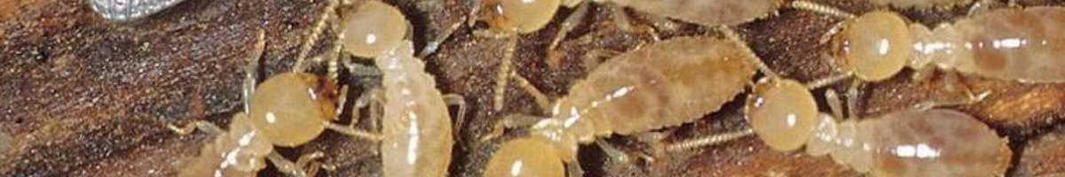 Pest Control Ellenbrook Banner