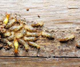 Pest Control Ellenbrook