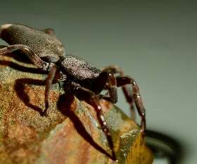 Pest Control Ellenbrook