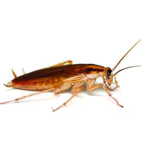 Pest Control Ellenbrook