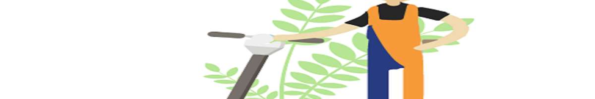 Carpet Cleaning Paradise Banner