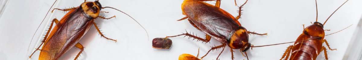 Pest Control Dianella Banner