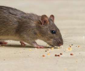 Pest Control Dianella