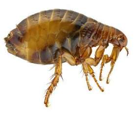 Pest Control Dianella