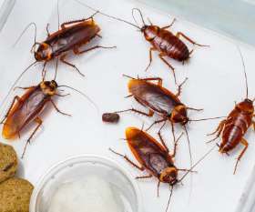 Pest Control Dianella