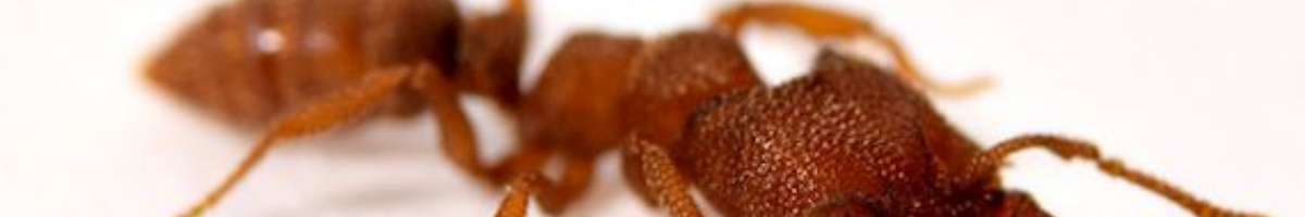 Pest Control Southern River Banner