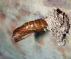 Pest Control Southern River