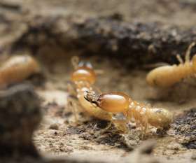 Pest Control Inglewood