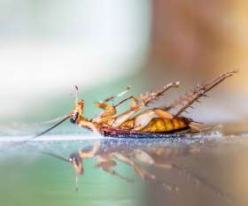 Pest Control West Beach