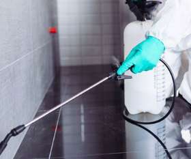 Pest Control West Beach