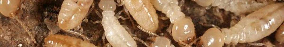 Pest Control Braddon Banner