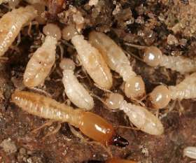 Pest Control Braddon