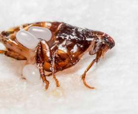 Pest Control Braddon