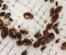 Pest Control Braddon