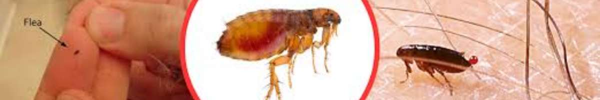 Pest Control Baldivis Banner