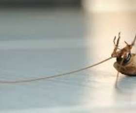 Pest Control Baldivis