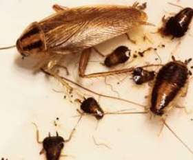 Pest Control Baldivis