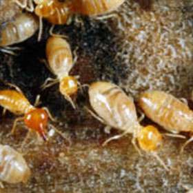 Pest Control Baldivis