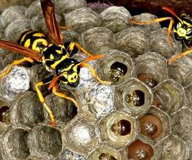 Pest Control Manly West